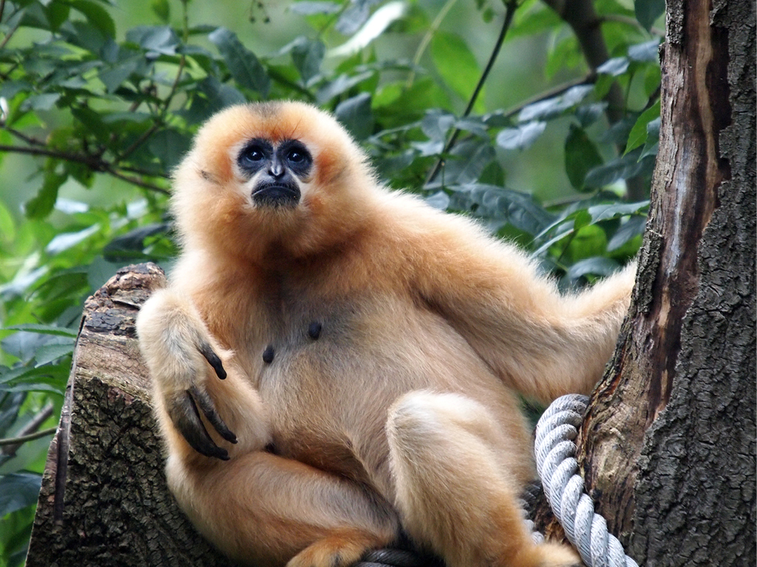 Een nieuw verblijf voor de goudwanggibbon 